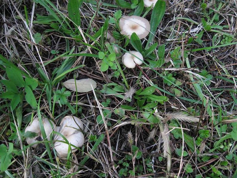 Clitocybe phaeophtalma ? (Clitocybe sp.)